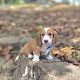 AKC Meet Virginia :) - Dapple female Dachshund puppy in Centerville, Iowa from Barnyard Dachshunds, Dals & Doodles