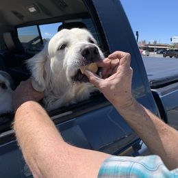 Golden Retriever Puppies from Snow Walker Goldens