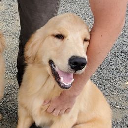 Remi - Golden Retriever