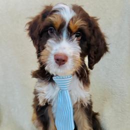 Jack - Tri-color male Australian Labradoodle puppy in Harrisonville, Missouri from Blessed Day Doodles