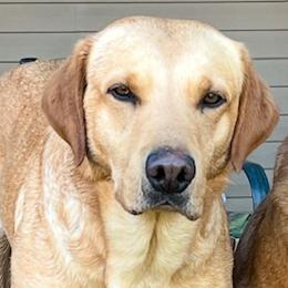 Wizard - Labrador Retriever