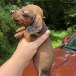 Klara - Brindle female Dachshund puppy in Livingston, Kentucky from Illyria Dox & GSD