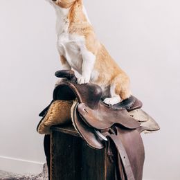 Villa - Pembroke Welsh Corgi