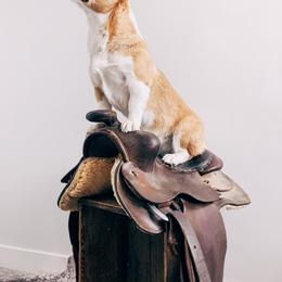 Villa - Pembroke Welsh Corgi