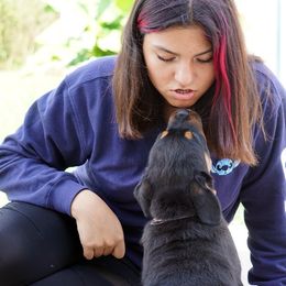 Rottweiler and Toy Shetland Sheepdog Puppies from Mountain High Kennels