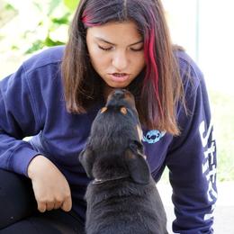 Rottweiler and Toy Shetland Sheepdog Puppies from Mountain High Kennels