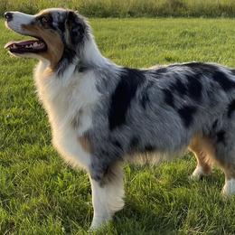 Australian Shepherds from Double S Australian Shepherds