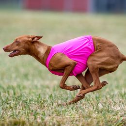 Pharaoh Hounds from Seance Pharaoh Hounds