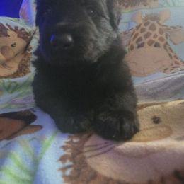Curly - Black male German Shepherd puppy in Blackfoot, Idaho from Pheonix Farm