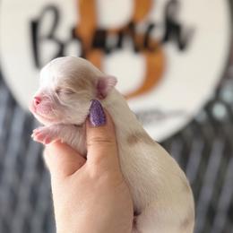 Murphy - Cream and white male Chihuahua puppy in Harrison, Michigan from Cloud9 Chihuahuas