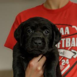 Sparkler - Black female Labrador Retriever puppy in Allons, Tennessee from UC Labradors LLC