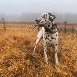 Dalmatian All Grown Up from Rosais Acres LLC