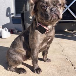 French Bulldog puppies from Doxie Rugrats