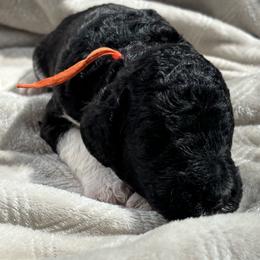Rook - Orange Collar - Parti male Poodle puppy in Monroe, North Carolina from The Klepper Homestead