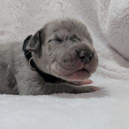 Kenickie - Merle male Great Dane puppy in Bay City, Michigan from Monarch Danes