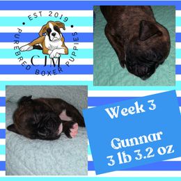 Boy 3 - Brindle Boxer puppy in Jupiter, Florida from CJM Boston and Boxer Puppies