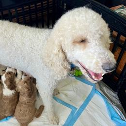 Willow - Golden Mountain Doodle
