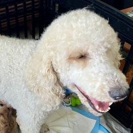 Willow - Golden Mountain Doodle