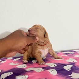 Friday Series - Apricot male Goldendoodle puppy in Houston, Texas from Were The Mack'Doodles Mack’Poodles