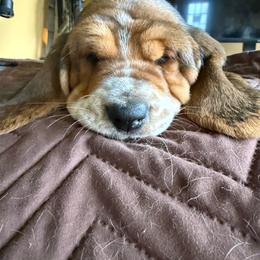 Charlotte - Brown black and white female Basset Hound puppy in Guys Mills, Pennsylvania from Hidden Heart Basset Hounds