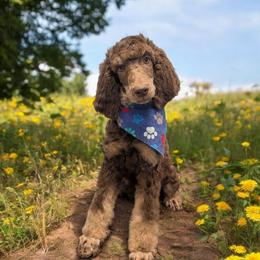 Aphrodite - Brown female Poodle puppy in Magnolia, Texas from Celestial Jewels Poodles