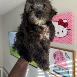 Elliot - Black male Yorkipoo puppy in Atlanta, Georgia from YorkShih Pup & Co