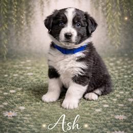 Ash - Black & white male Australian Shepherd puppy in Citra, Florida from AEW Farm