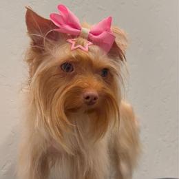 Bambee - Gold female Yorkshire Terrier puppy in Los Angeles, California from 818 Yorkies