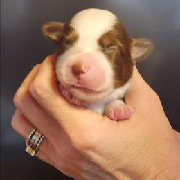 Red tri boy 3 - Red tri male Toy Australian Shepherd puppy in Hampton, Tennessee from TC Farms Stock Dogs - Miniature Australian Shepherds
