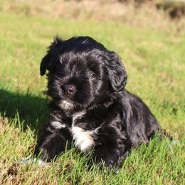 Girl 1 - Black female Miniature Schnauzer puppy in Tacoma, Washington from MSR Mini Schnauzers
