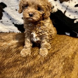 Aussiedoodles, Cavapoos, and Poodles from J&K Kennels