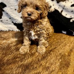 Aussiedoodles, Cavapoos, and Poodles from J&K Kennels