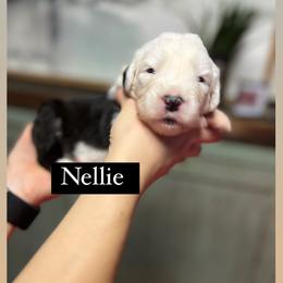 Nellie - Gray and white female Old English Sheepdog puppy in Bristol, Indiana from Ridgeruns OES