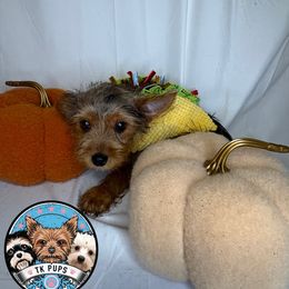 Golden Boy - Blue and gold male Yorkshire Terrier puppy in Rochester, New York from TK PUPS