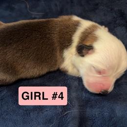 Pembroke Welsh Corgi Puppies from Kelsie Prieskorn
