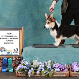 Pembroke Welsh Corgi Puppies from Rain City Corgis