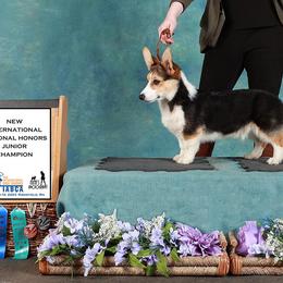 Pembroke Welsh Corgi Puppies from Rain City Corgis