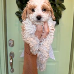 Honeydew - Parti male Maltipoo puppy in Cedar Hills, Utah from Puppyzenn