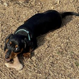Maggie - Dachshund