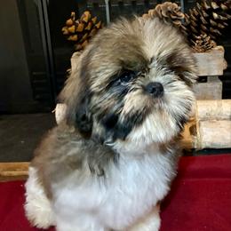 Boy 2(Dasher) - Blue and white male Shih Tzu puppy in North Carolina from WillowCreek Mountain View Shih Tzu