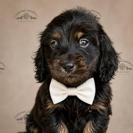 Mr. Orange-2400 - Black and cream male Dachshund puppy in Ocala/Gainesville, Florida from From the Heart Doxies