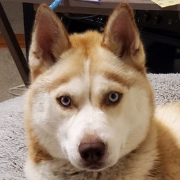 Angel - Siberian Husky