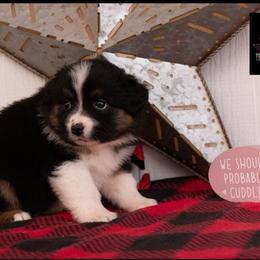 Sierra - Black tri-color female Australian Shepherd puppy in Granbury, Texas from Texas Miniature Aussies