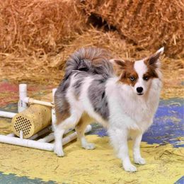 Miniature American Shepherd and Papillon All Grown Up from LS Best Friends