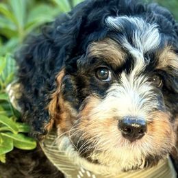 Bernedoodles from Oak Knoll Doodles