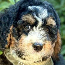Bernedoodles from Oak Knoll Doodles