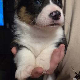 Male 3 - Black and tan male Pembroke Welsh Corgi puppy in Oswego, New York from Short & Stout