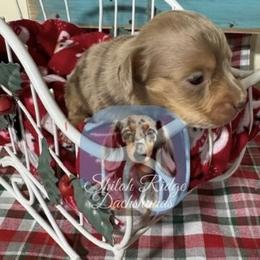 Larry - Dapple male Dachshund puppy in Adamsville, Tennessee from Shiloh Ridge Dachshunds
