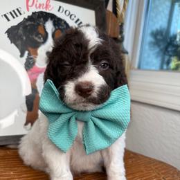 Aqua - Brown and white male Bernedoodle puppy in Curtice, Ohio from The Pink Doghouse