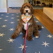 Whoodle Puppies from RockyRiverPups